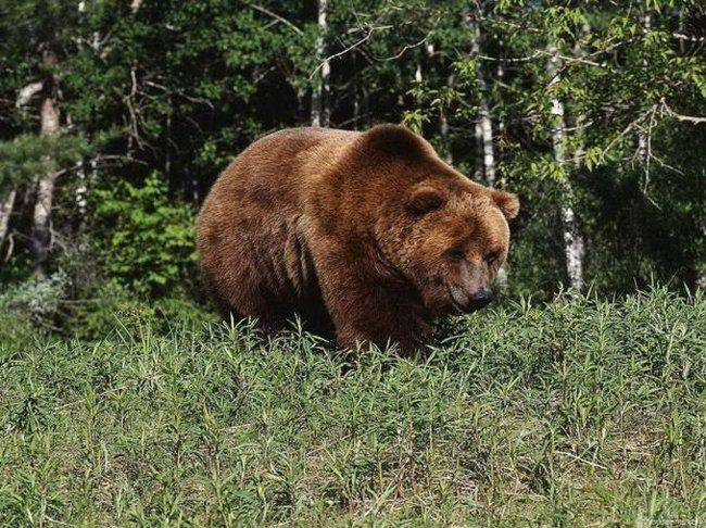 бурый медведь - Биоклассники.РУ - мир домашних животных