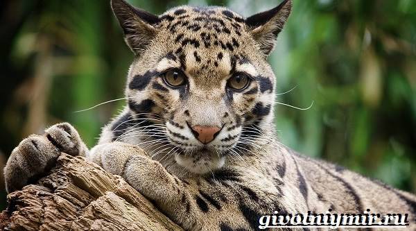 Дымчатый-леопард-Образ-жизни-и-среда-обитания-дымчатого-леопарда-1