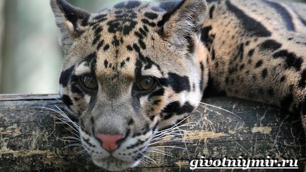 Дымчатый-леопард-Образ-жизни-и-среда-обитания-дымчатого-леопарда-2