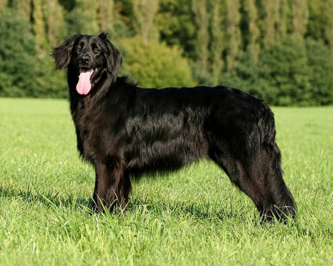 Черная собака фото