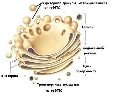Эндоплазматическая мембрана