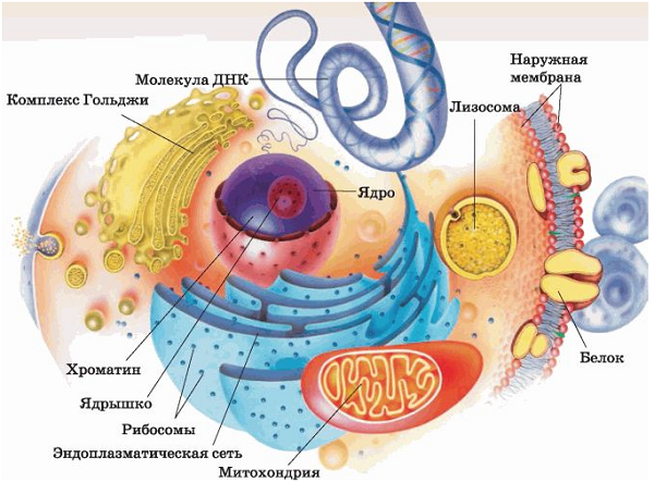 Особенности живой клетки