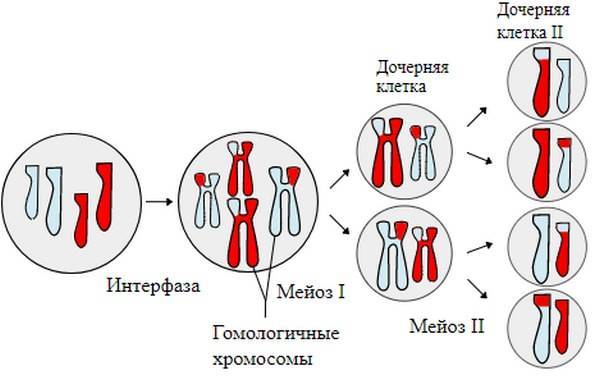 Какое деление мейоза сходно с митозом