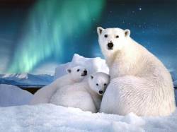 Какие животные обитают в Арктике?