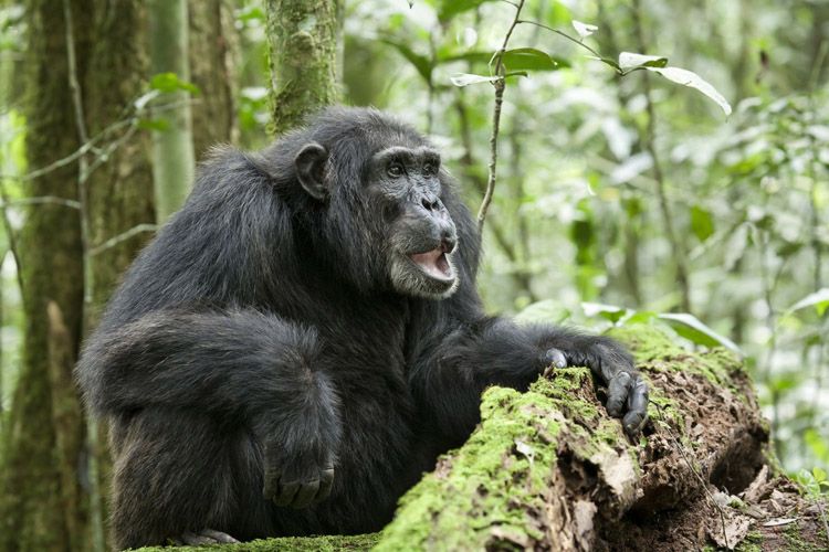 Обыкновенный шимпанзе (Pan troglodytes).