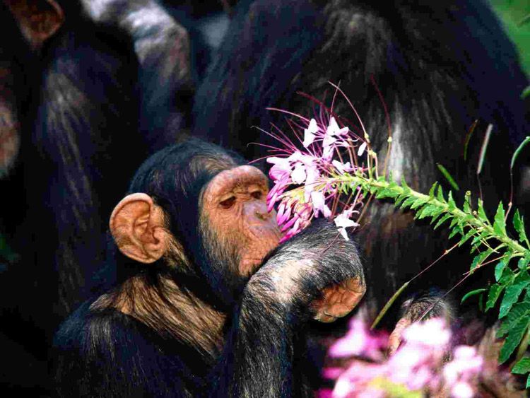 Шимпанзе способны усваивать абстрактные понятия, например, это животное внимательно изучает несъедобный цветок.