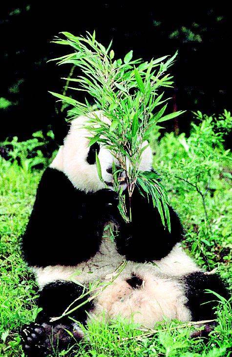 Панда хищник или травоядное