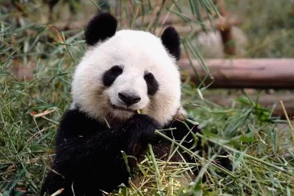 Рацион панд состоит из листьев и молодых побегов бамбука