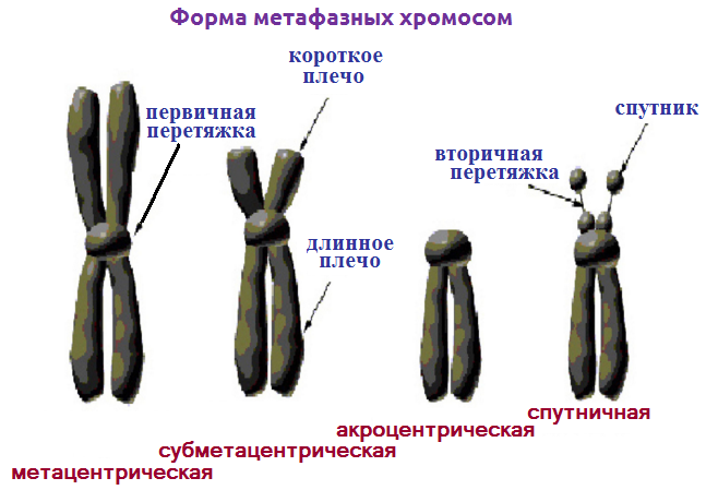 Функции хромосомного набора клетки