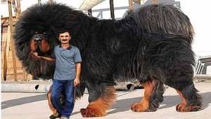 Тибетский мастиф - огромная собака