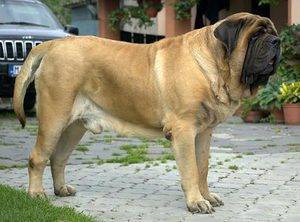 Мастиф английский - очень большая собака, одна из самых крупных.