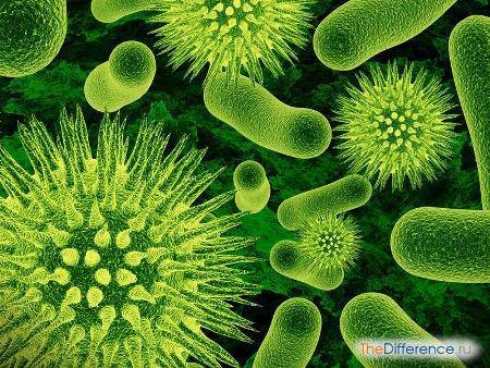 Чем отличаются микробы от бактерий