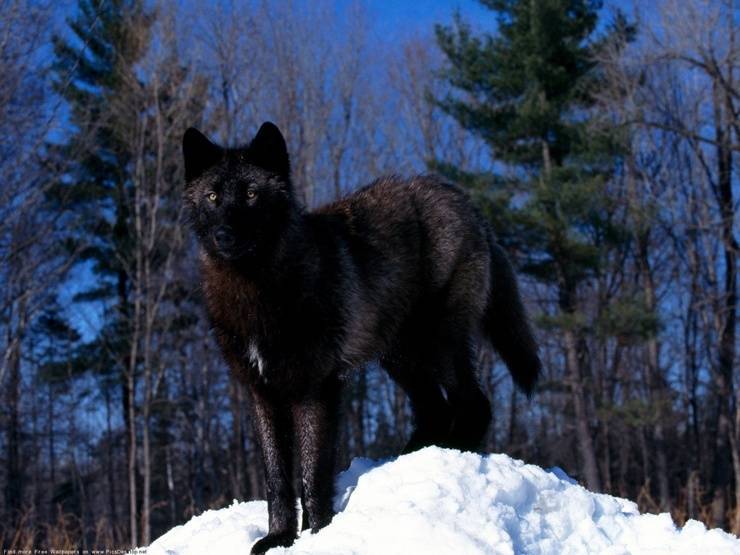 Чёрные волки