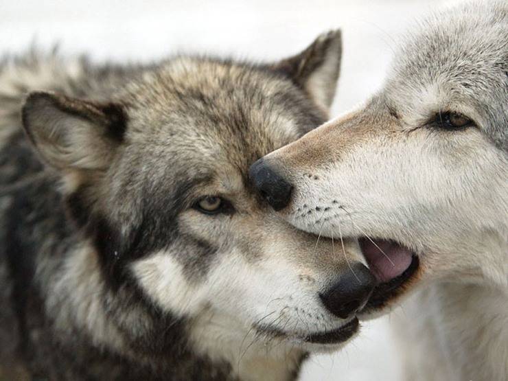 Каннибализм среди волков