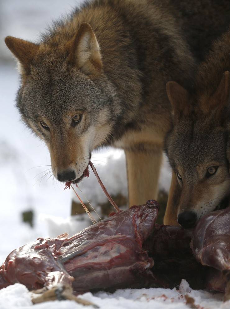 волки едят