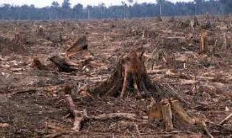 Исчезновение лесов