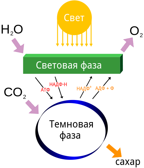 Общая сфема фотосинтеза. Взаимосвязь световой и темновой фаз