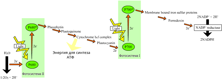 Z-схема световой фазы фотосинтеза