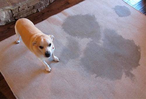 Как избавиться от собачьего запаха в квартире
