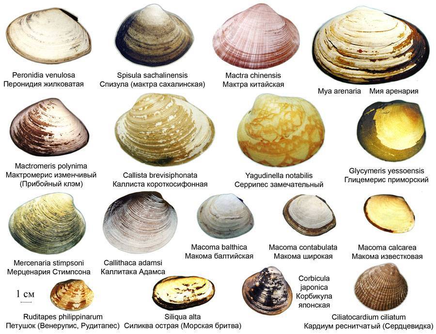 Виды двустворчатых моллюсков список
