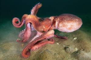 Самые большие осьминоги