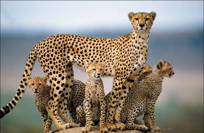 Гепард с детенышами. Фото