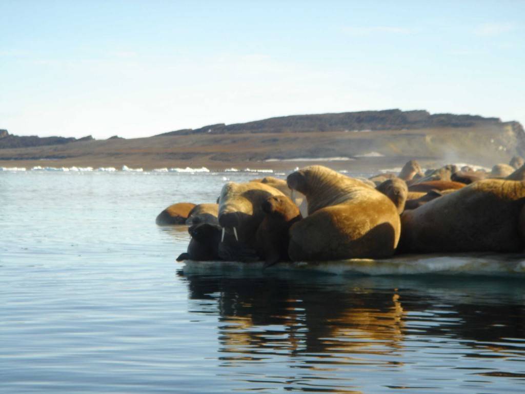 Животное арктики тюлень