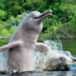 Пресноводные дельфины