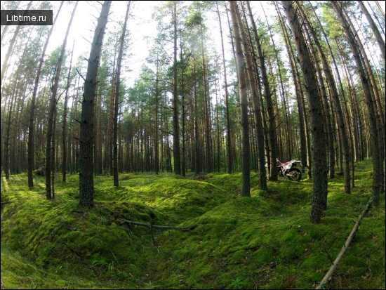 Значение леса в природе и жизни человека
