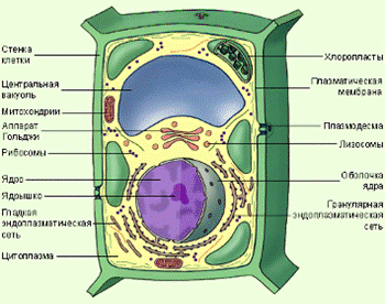 Тваринна клітина фото