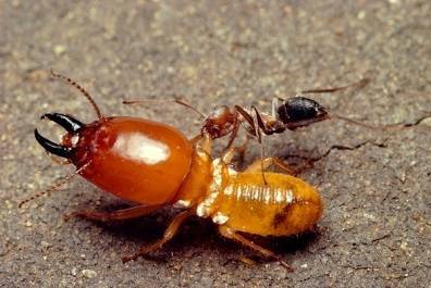 Самые большие муравьи
