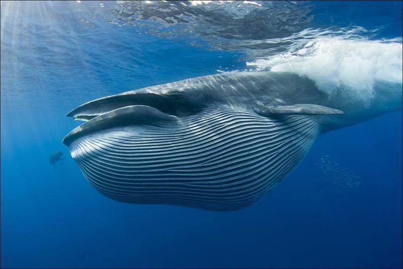 Среда обитания синего кита