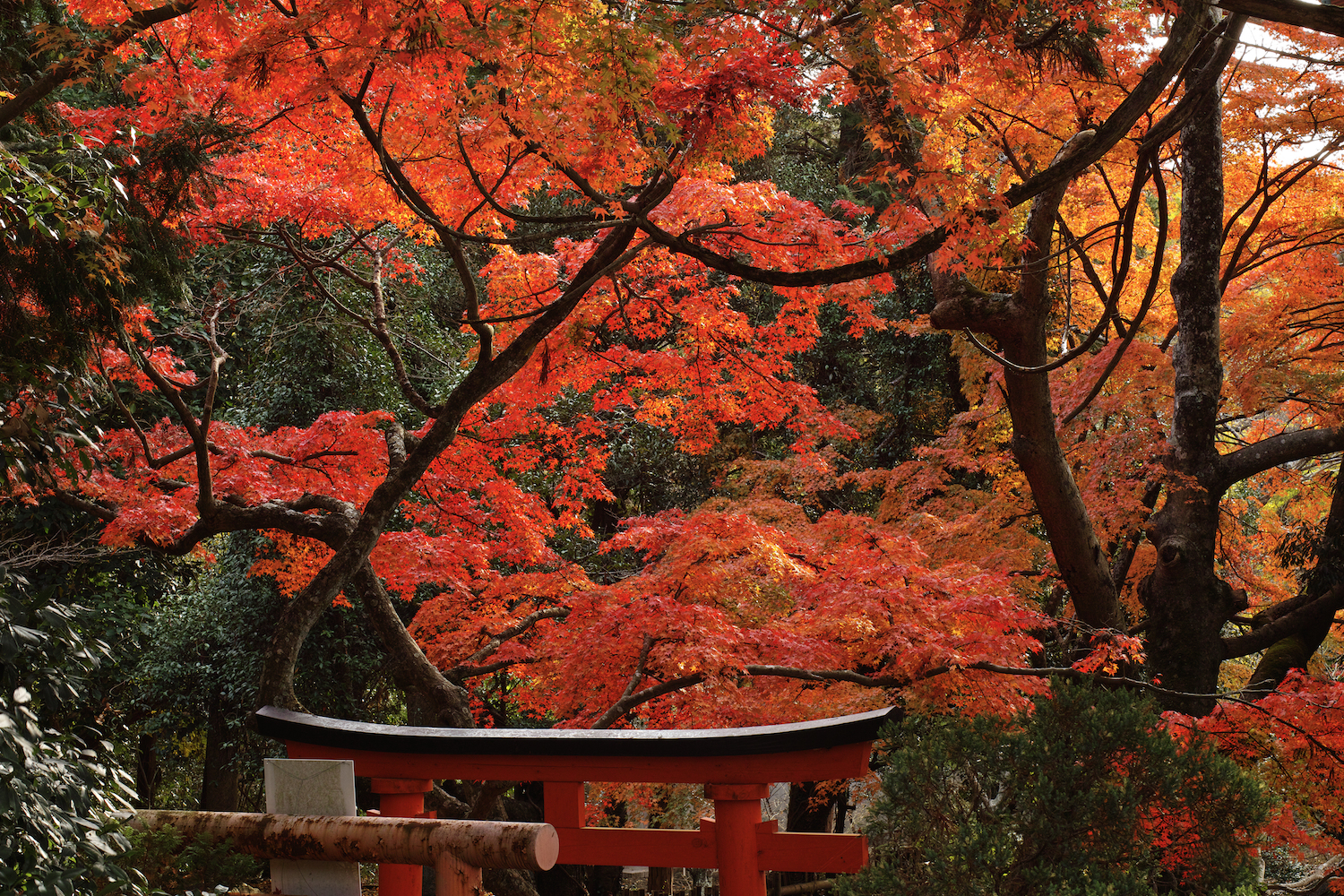 Японский клён в Киото
