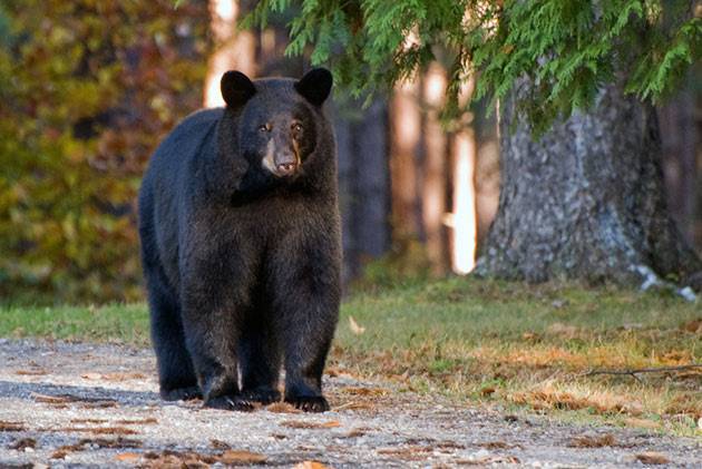 Родиной черного медведя принято считать Северную Америку