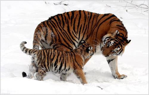 Тигр зимой