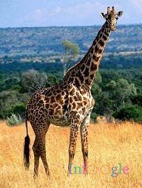 Чем питается жираф в африке
