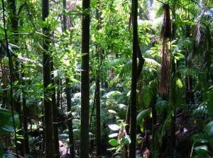 Ценность тропических лесов