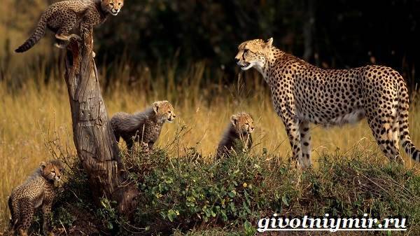 Гепард-животное-Образ-жизни-и-среда-обитания-гепарда-6
