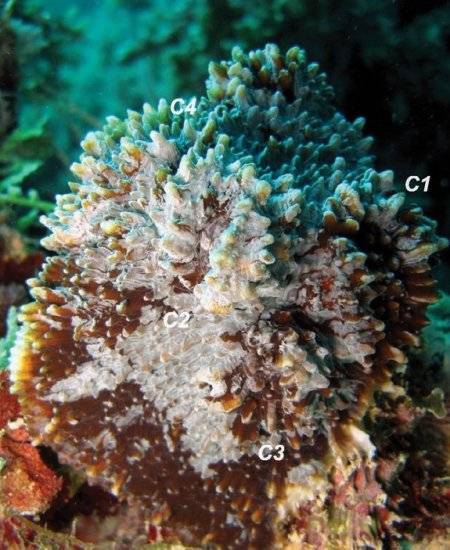 Что такое коралловые рифы? (9 фото)