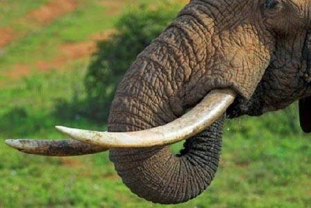 Зачем слону нужен хобот