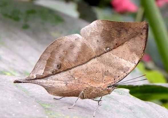 Бабочка листовидка