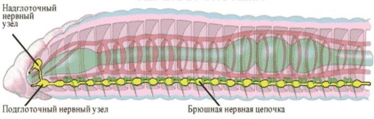 Кольчатые черви симметрия тела