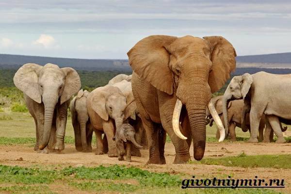 Размножение слонов