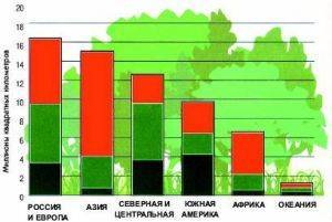 Какие бывают леса в россии