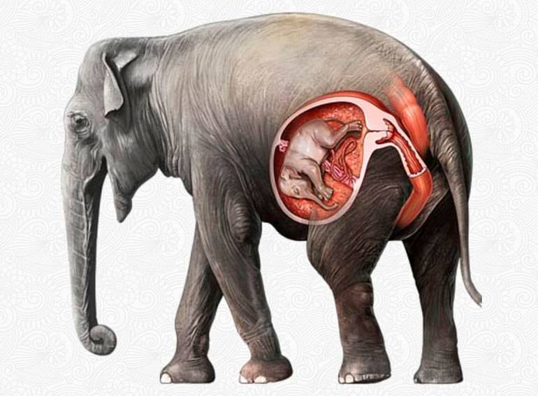 Вес слона при рождении