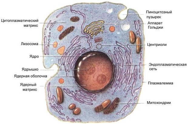 Сравнение клеток животных и растений таблица
