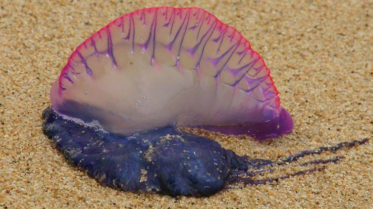 Какие бывают медузы