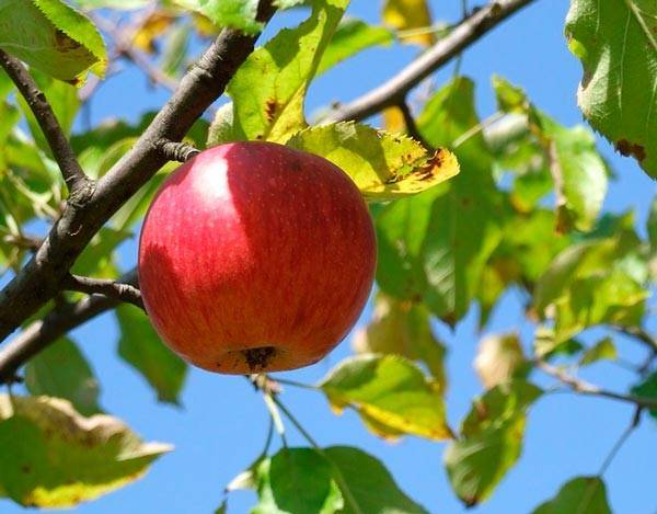 Сочинение на тему яблоки