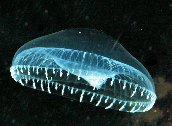 Размножение медуз видео