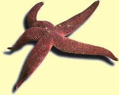 Беспозвоночное животное класса морских звезд типа иглокожих